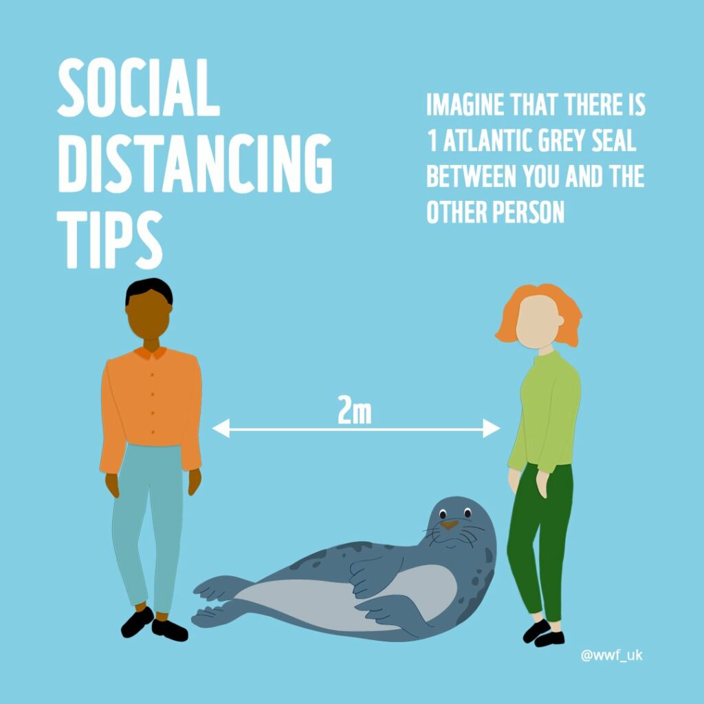 Illustrated social media post of two people standing opposite sides of an atlantic grey seal