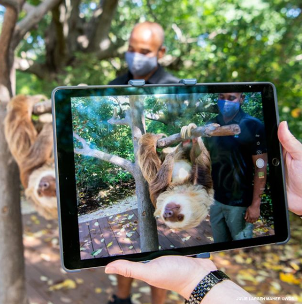 Tablet showing video footage of zookeeper working with a sloth